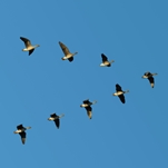 Six tips from successful CEOs